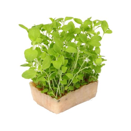 AGF HONNY CRESS DUO TOPSEAL