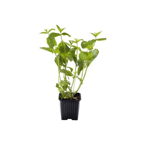 AGF MUNT POT