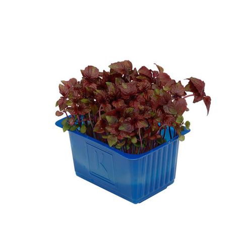 AGF CHIZO PURPLE CRESS DUO TOPSEAL