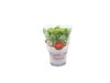 AGF BASILICUM POT