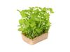 AGF HONNY CRESS DUO TOPSEAL