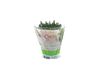 AGF THYM IN POT