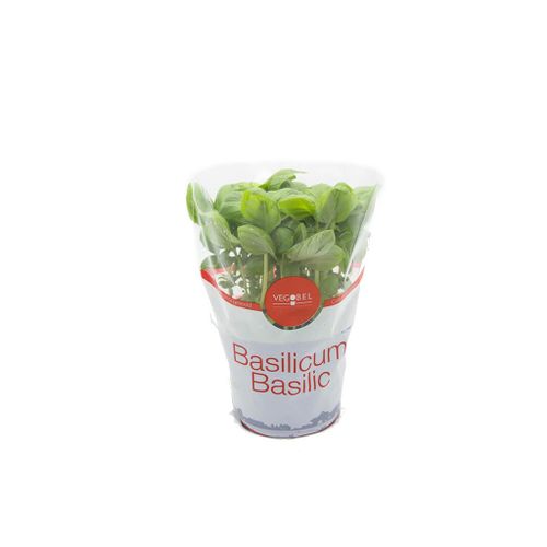 AGF BASILICUM POT